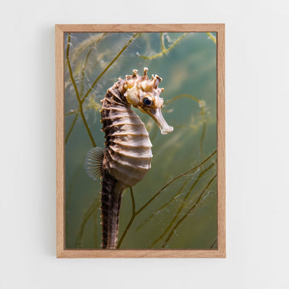 ap-seahorse-6 cadre Bois clair