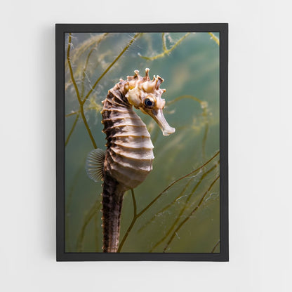 ap-seahorse-6 cadre Noir