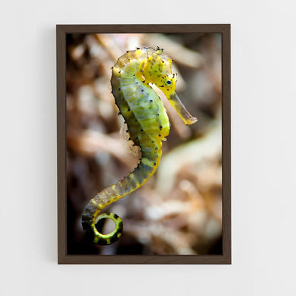 ap-seahorse-7 cadre Bois foncé