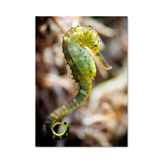 Poster Hippocampe Enchanté