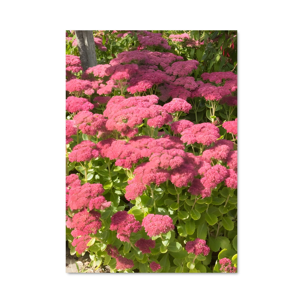 Poster Sedum 96344