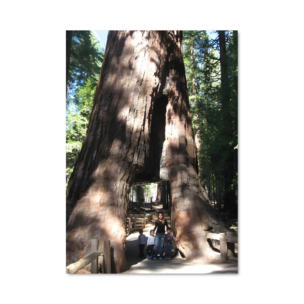 Poster Géant Séquoia