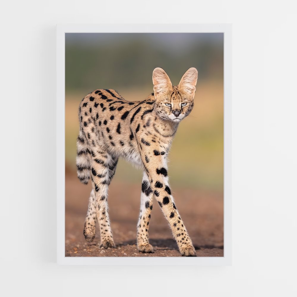 ap-serval-1 cadre Blanc
