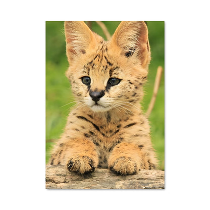 Poster Petit Serval