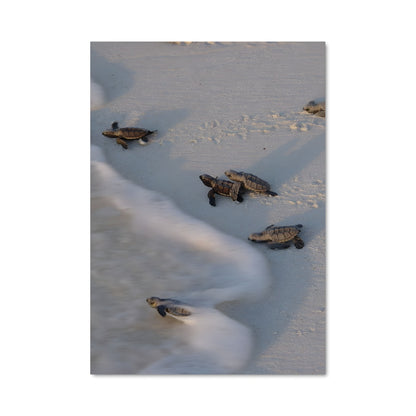 Poster Turtles Paradise