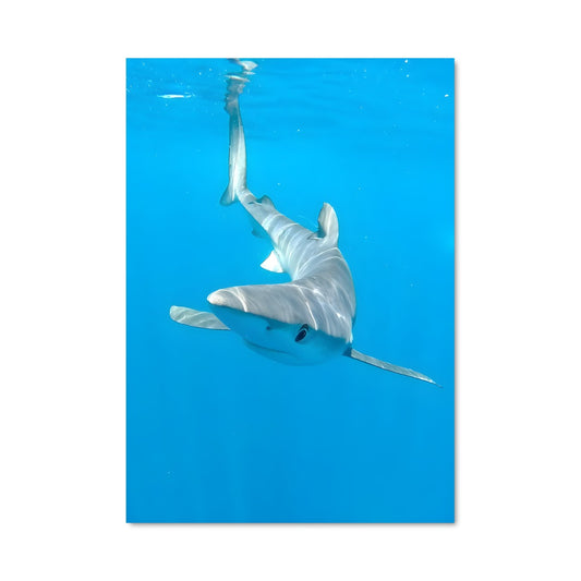 Poster L'Océan Sauvage