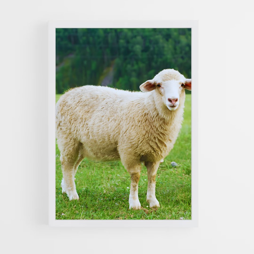 ap-sheep-2 cadre Blanc