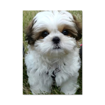 Poster Shih Tzu Charmant