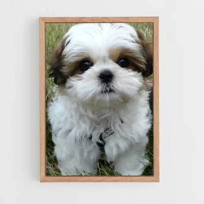 ap-shih tzu-1 cadre Bois clair