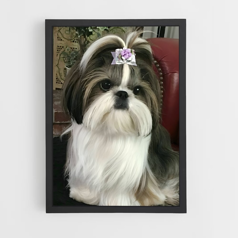 ap-shih tzu-2 cadre Noir