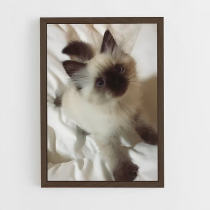 ap-siamese-2 cadre Bois foncé