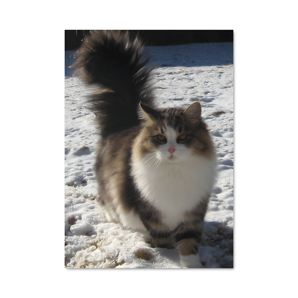 Poster Sibérien Félins