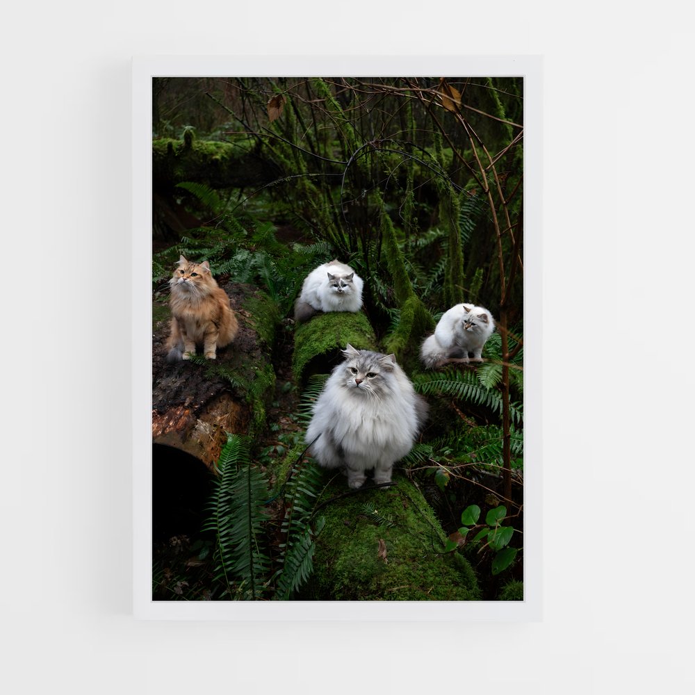 ap-siberian-2 cadre Blanc
