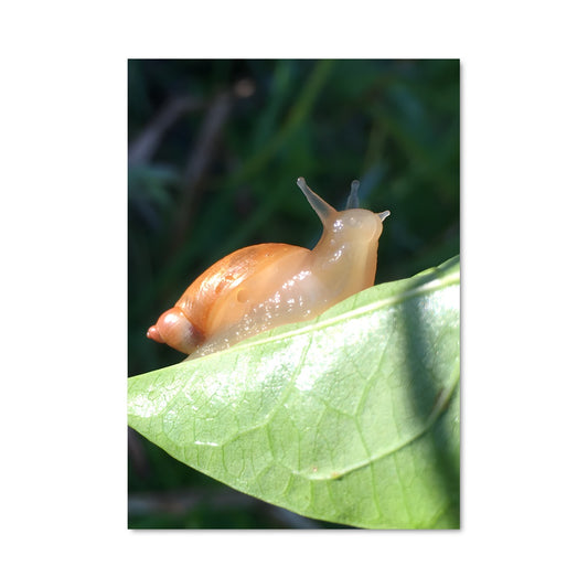 Poster Escargot Épicurien