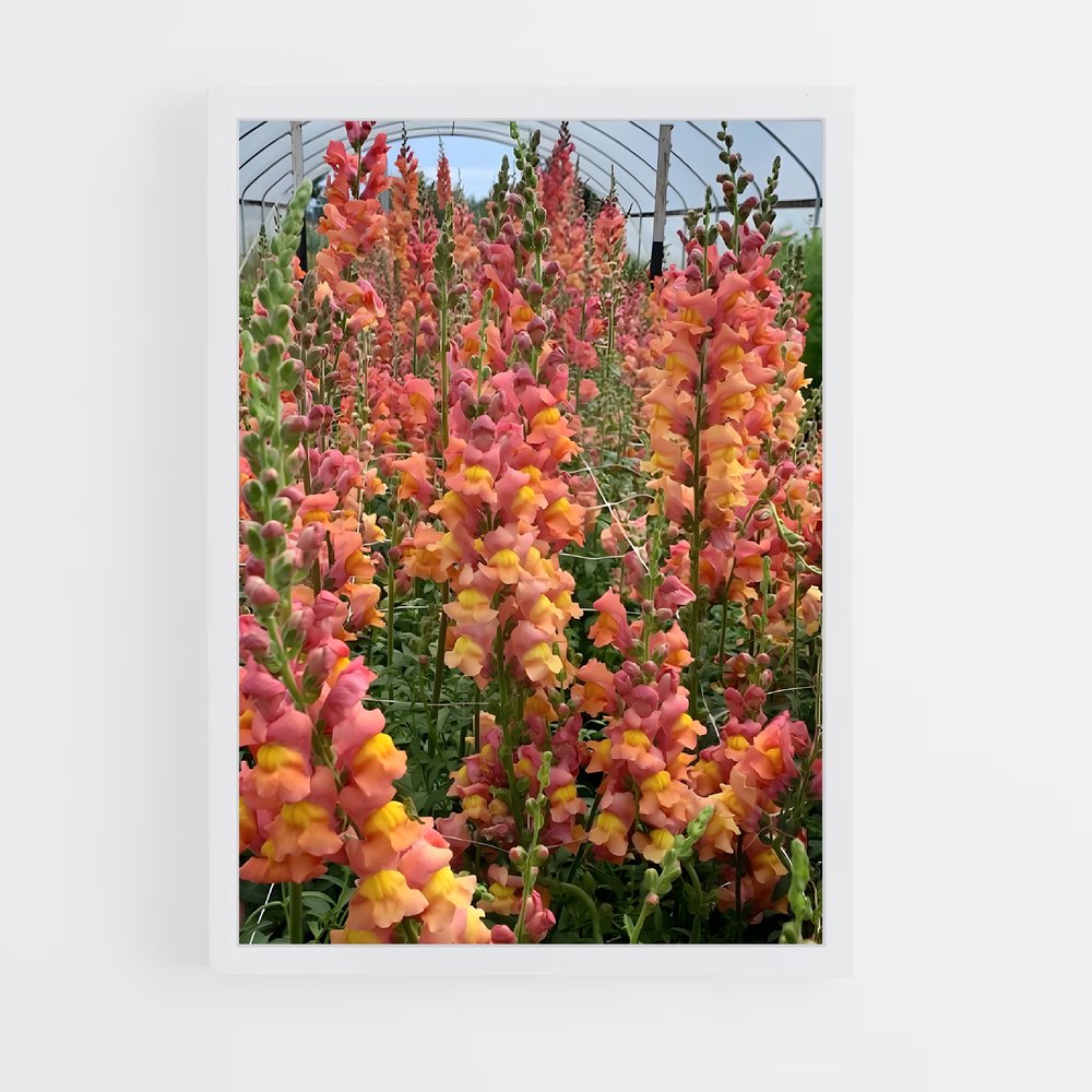 ap-snapdragon-3 cadre Blanc