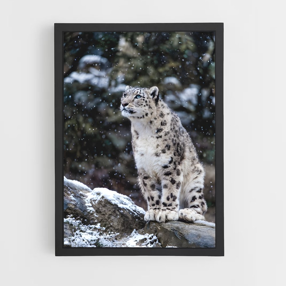 ap-snow leopard-8 cadre Noir