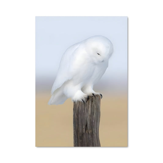 Poster Snowy owl 84396