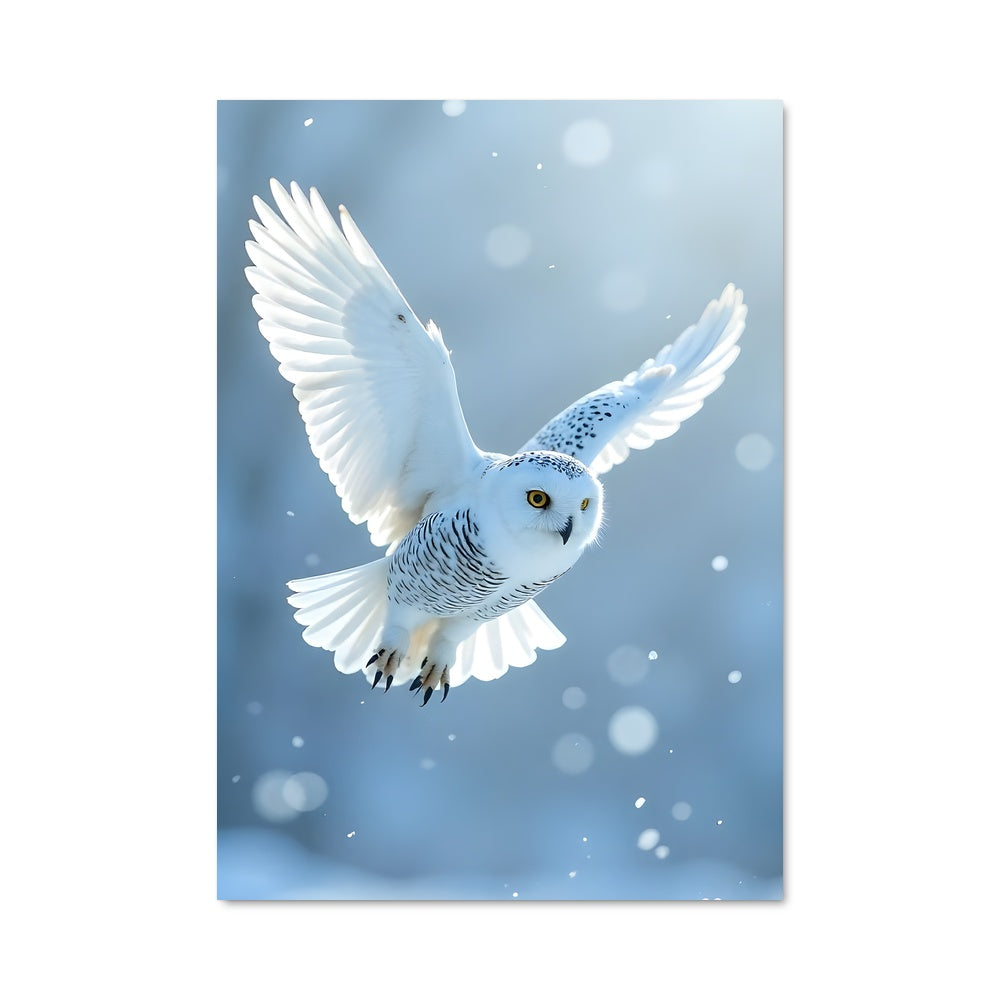 Poster Snowy owl 84391
