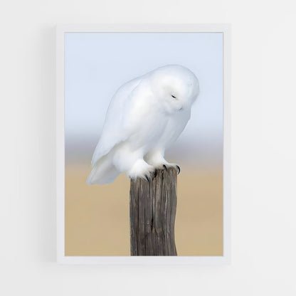 ap-snowy owl-11 cadre Blanc