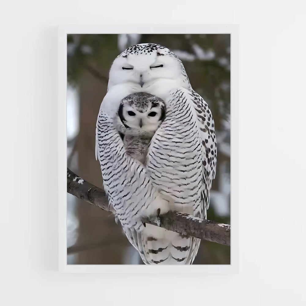 ap-snowy owl-3 cadre Blanc