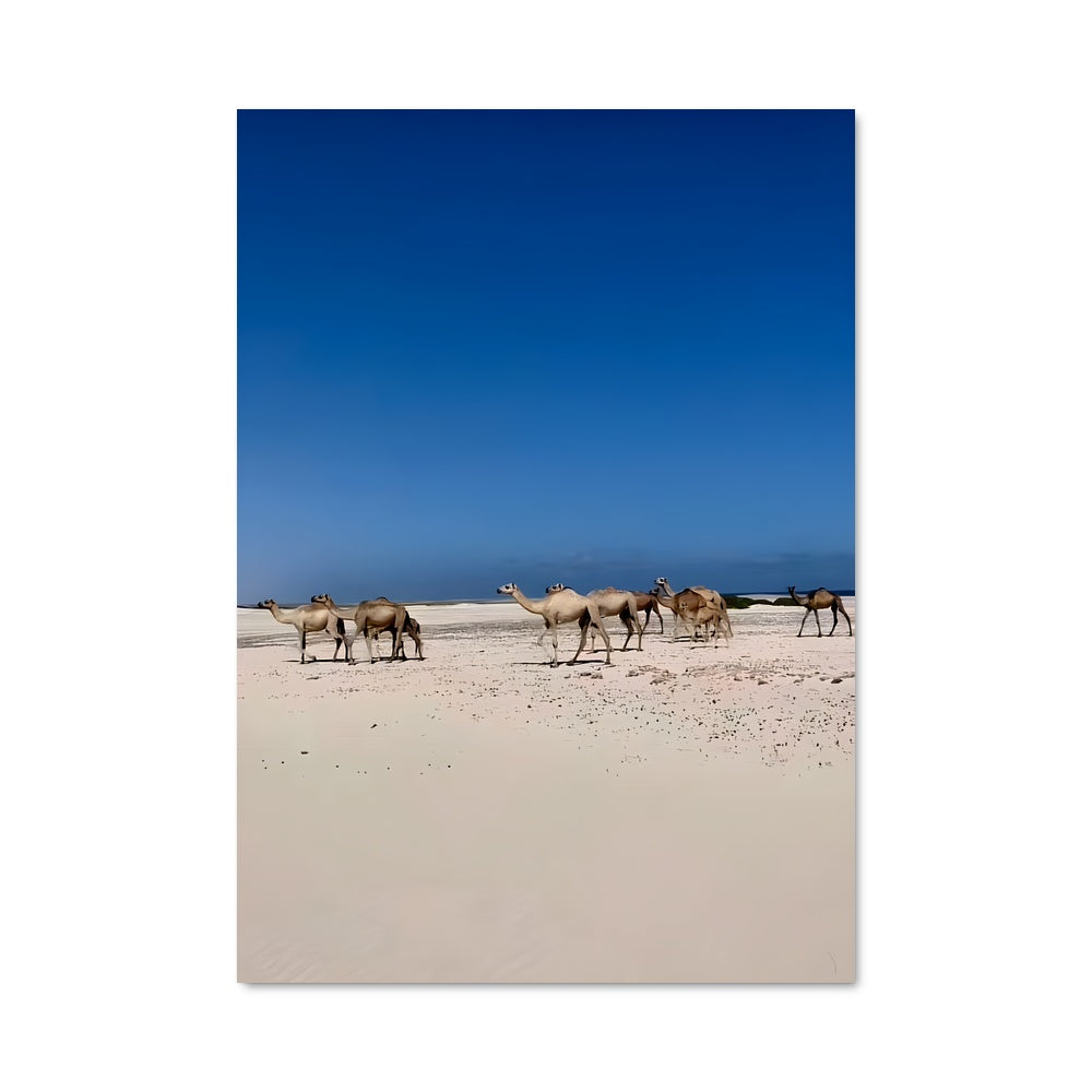 Poster Oasis de Chameaux