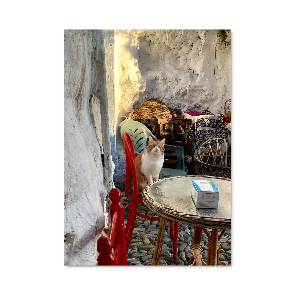 Poster Chat de Patio