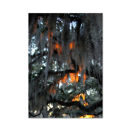 Poster Nostalgie du Sud