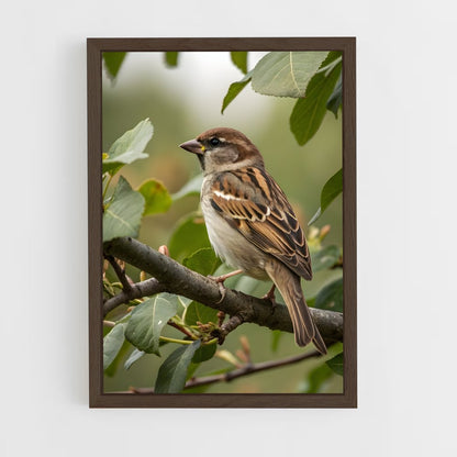 ap-sparrow-1 cadre Bois foncé