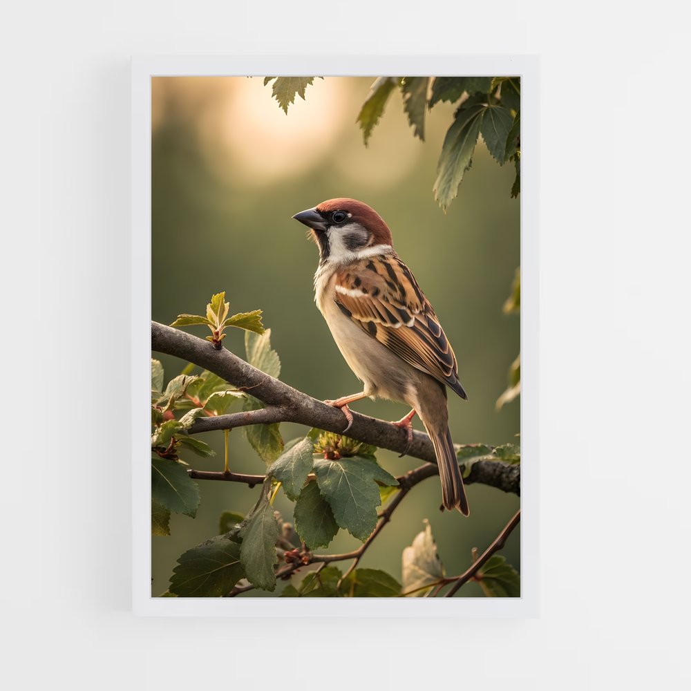 ap-sparrow-2 cadre Blanc