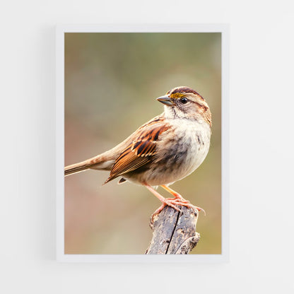 ap-sparrow-6 cadre Blanc