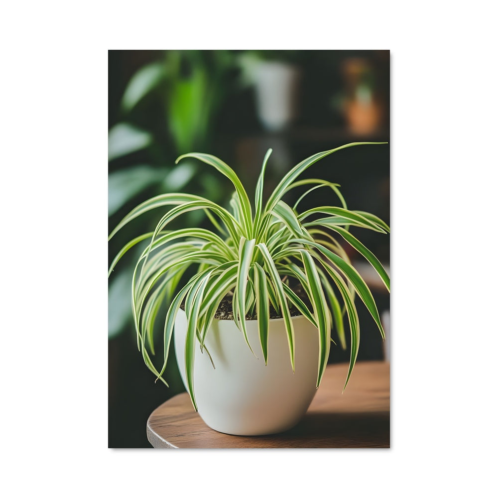 Poster Plante Araignée