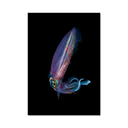 Poster Calamar Lumineux