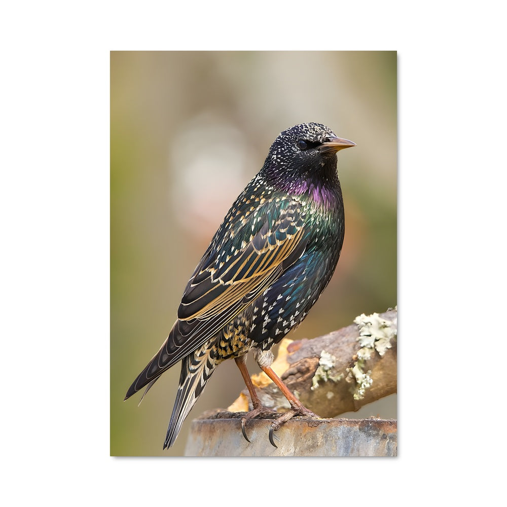 Poster L'Oiseau Sage