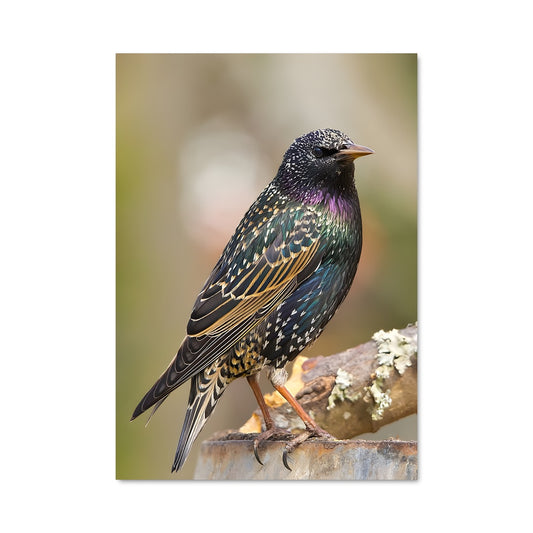 Poster L'Oiseau Sage