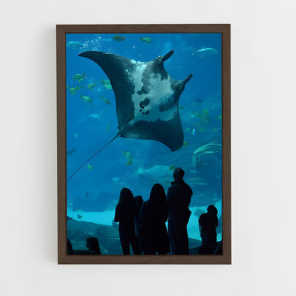 ap-stingray-1 cadre Bois foncé