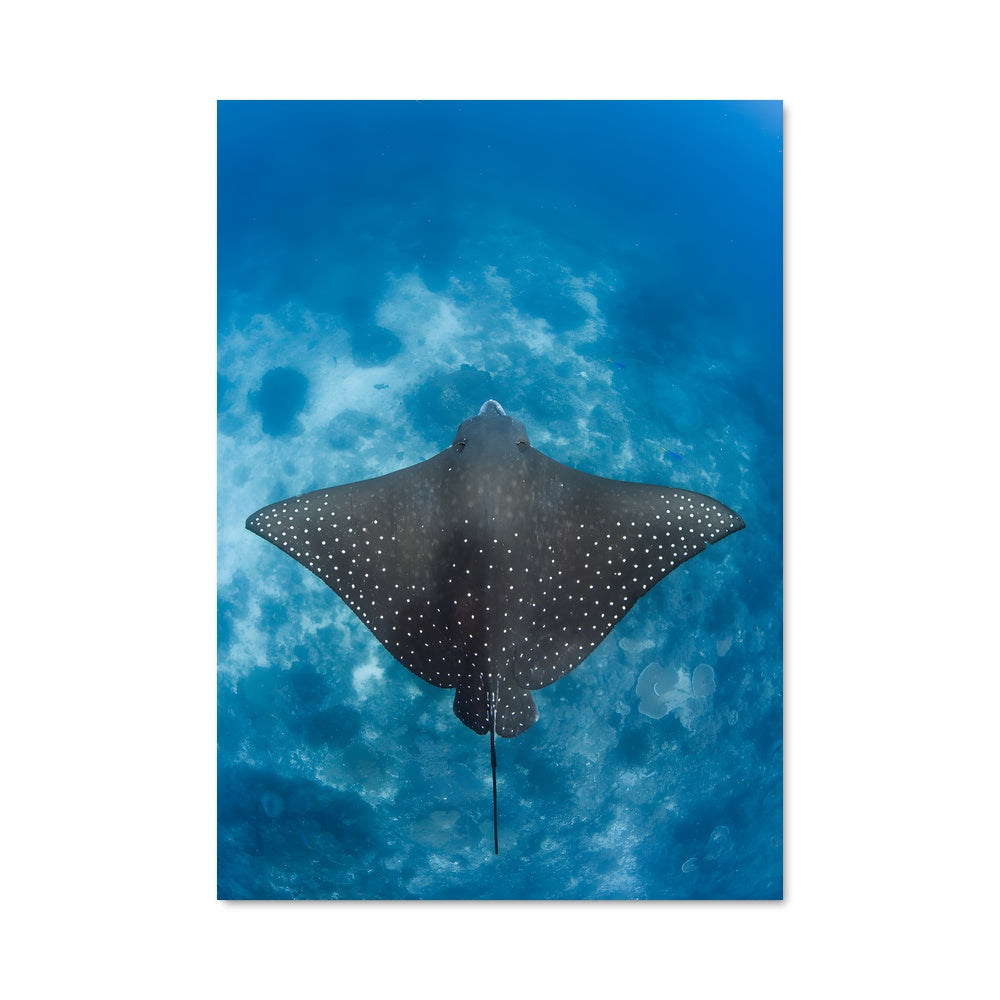Poster Stingray 84430