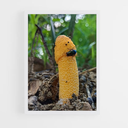 ap-stinkhorn-5 cadre Blanc