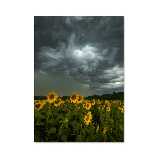 Poster Tournesols Sauvages