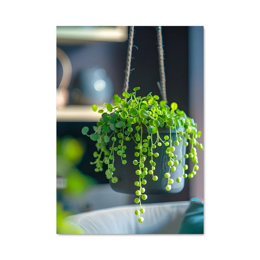 Poster Plantes Suspendues