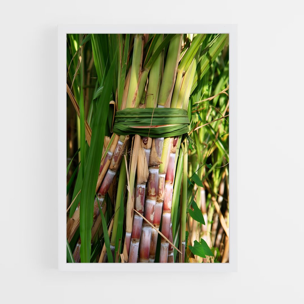 ap-sugarcane-11 cadre Blanc