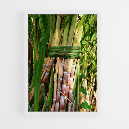 ap-sugarcane-11 cadre Blanc