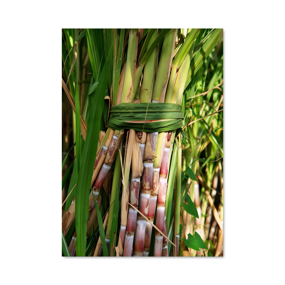 Poster Champs de Canne