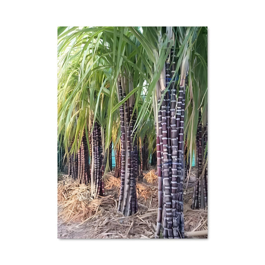 Poster Le Promeneur de Canne