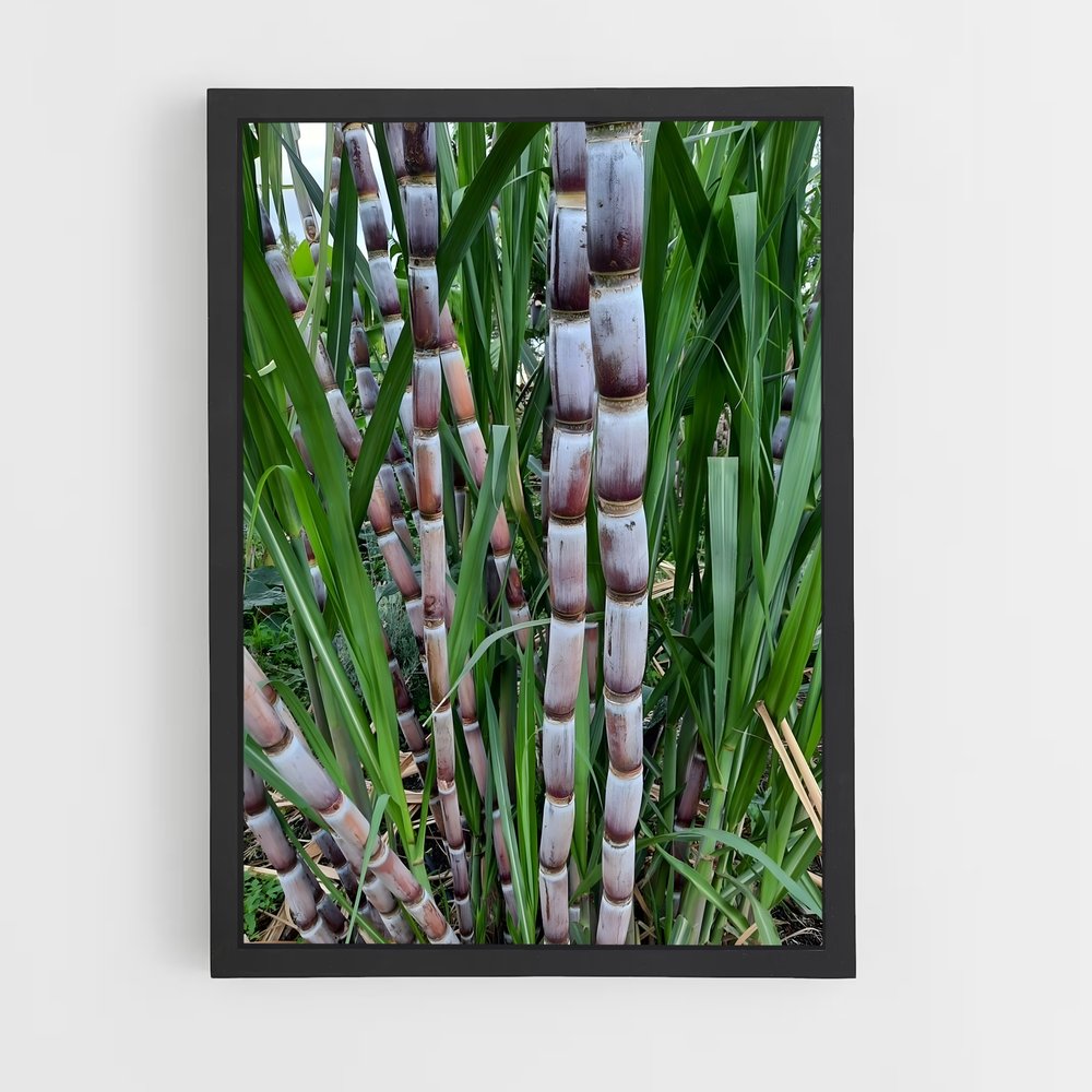 ap-sugarcane-7 cadre Noir