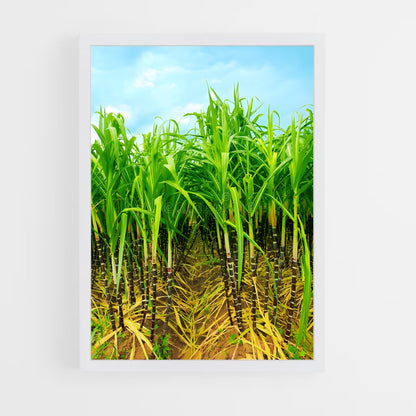 ap-sugarcane-8 cadre Blanc