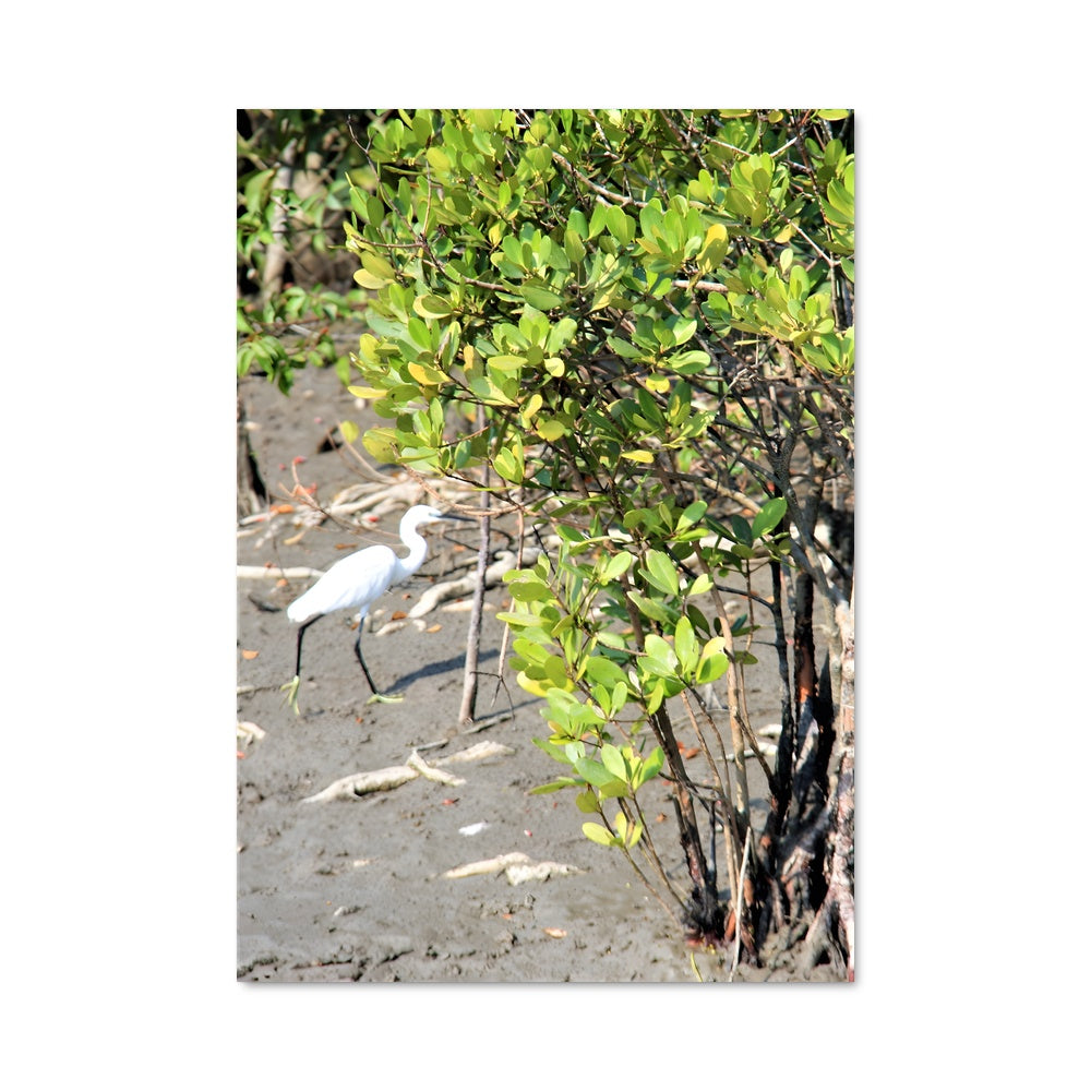 Poster L'Oiseau des Sundarbans