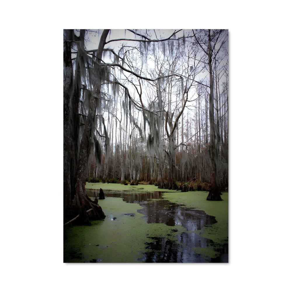 Poster Swamp 96249