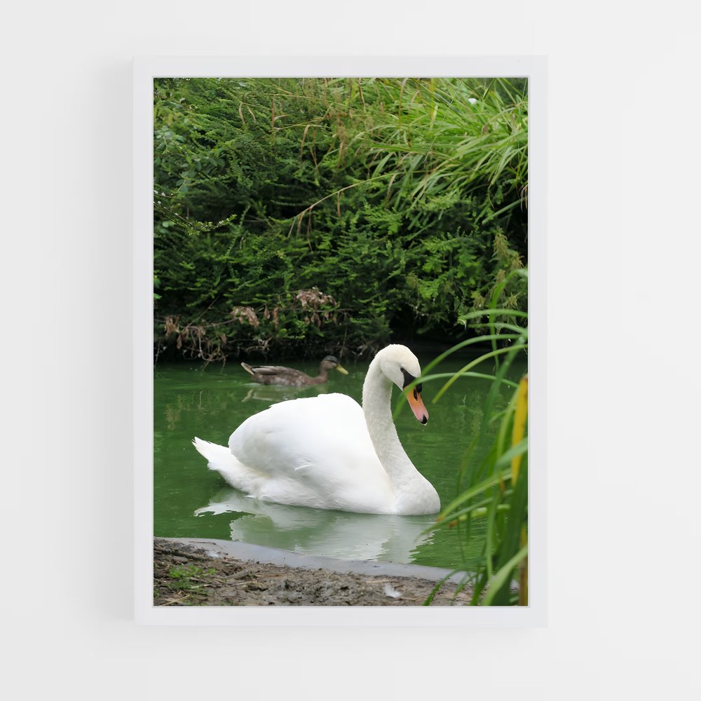 ap-swan-5 cadre Blanc
