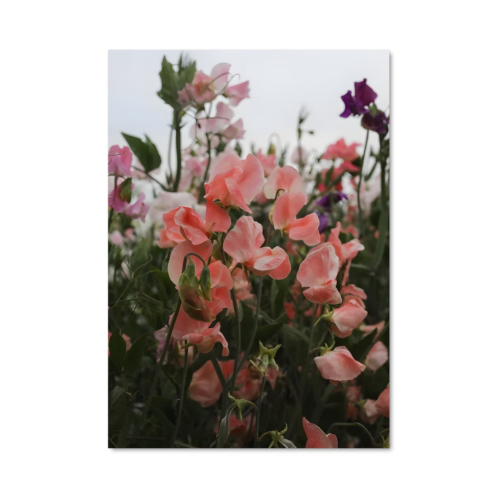 Poster Champ de Douceur