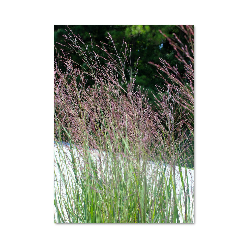 Poster Fleur de Switchgrass